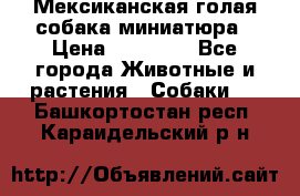 Мексиканская голая собака миниатюра › Цена ­ 53 000 - Все города Животные и растения » Собаки   . Башкортостан респ.,Караидельский р-н